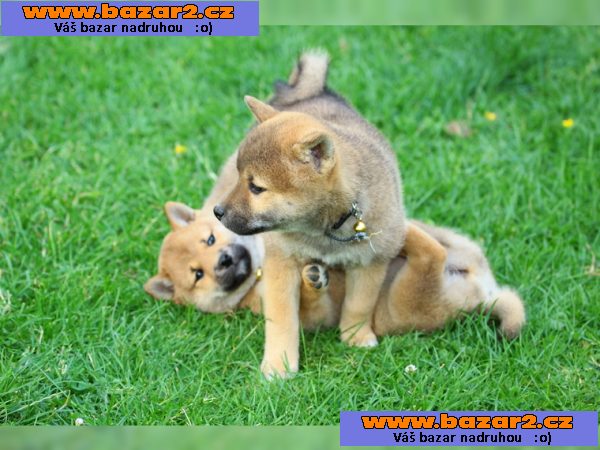 Čistokrevná Shiba Inu štěně s papíry