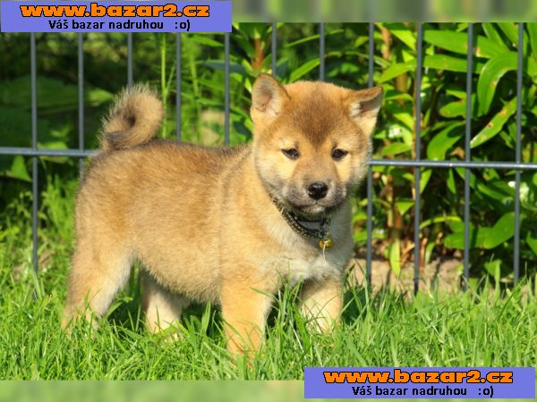 Čistokrevná Shiba Inu štěně s papíry