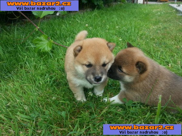 Čistokrevná Shiba Inu štěně s papíry