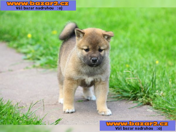 Čistokrevná Shiba Inu štěně s papíry