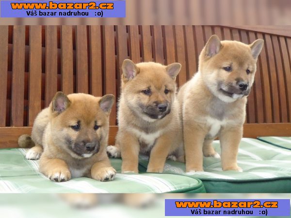 Nádherné Shiba Inu štěňata připraven pro milující domovy