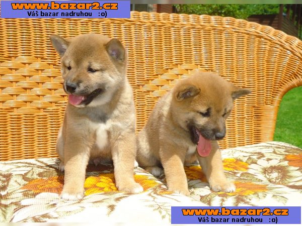 Nádherné Shiba Inu štěňata připraven pro milující domovy