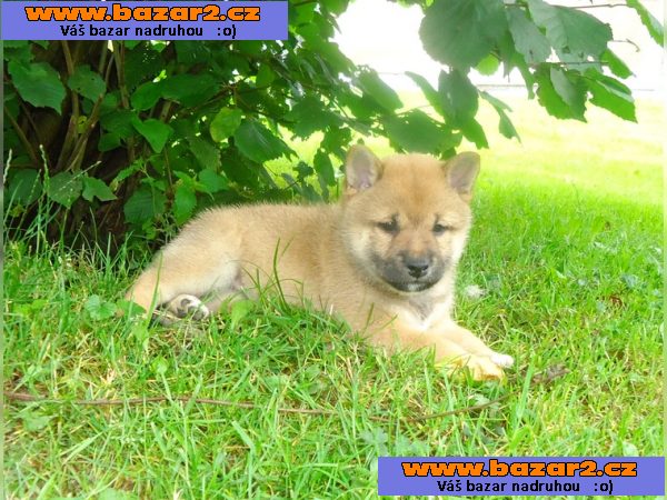 Nádherné Shiba Inu štěňata připraven pro milující domovy