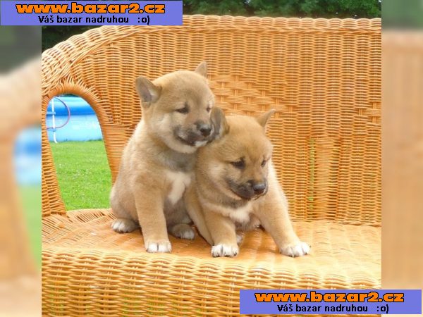 Nádherné Shiba Inu štěňata připraven pro milující domovy