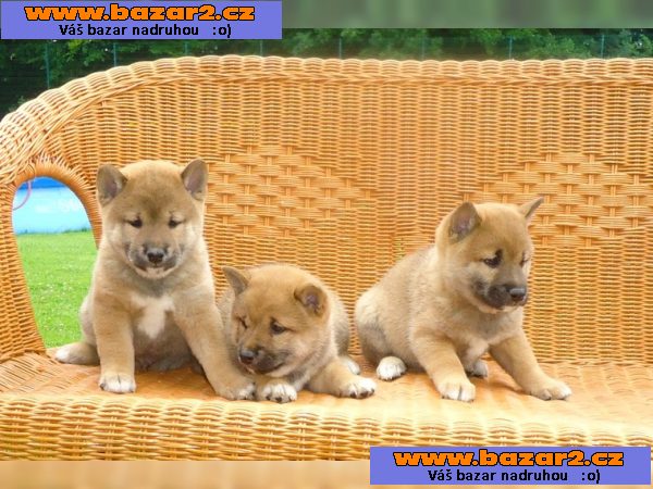 Nádherné Shiba Inu štěňata připraven pro milující domovy
