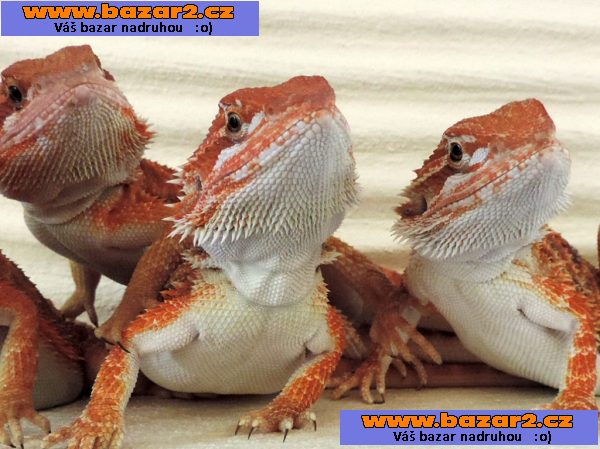 AGAMA VOUSATA