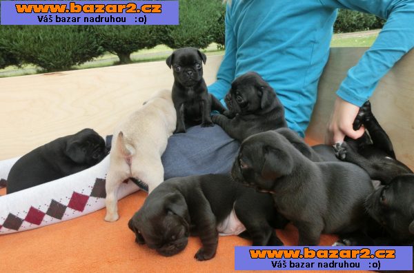 Mops štěňata