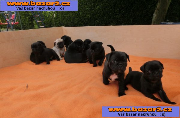 Mops štěňata
