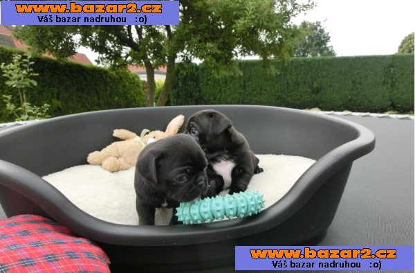 Mops štěňata