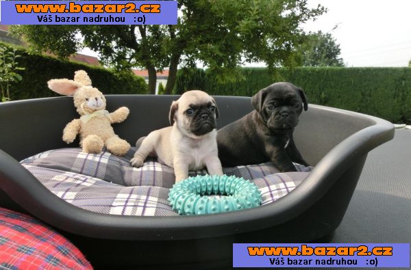 Mops štěňata