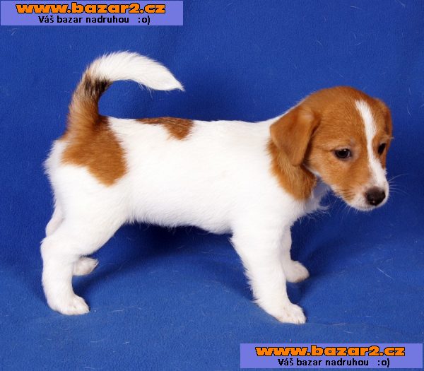 4 Parson Jack Russell teriér