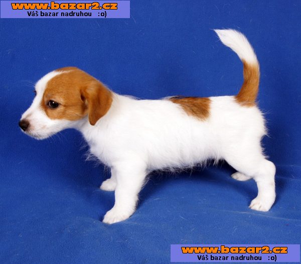 4 Parson Jack Russell teriér