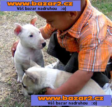  Mini bull teriér štěňata Pro prodej