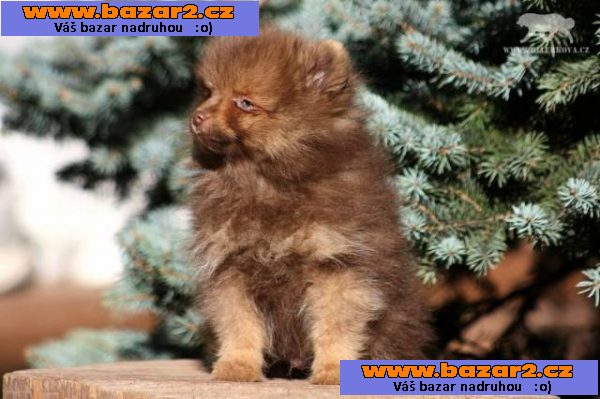 Pomeranian /xx Trpasličí špic s PP