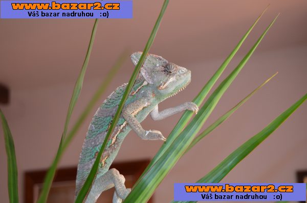 Chameleon Jemenský