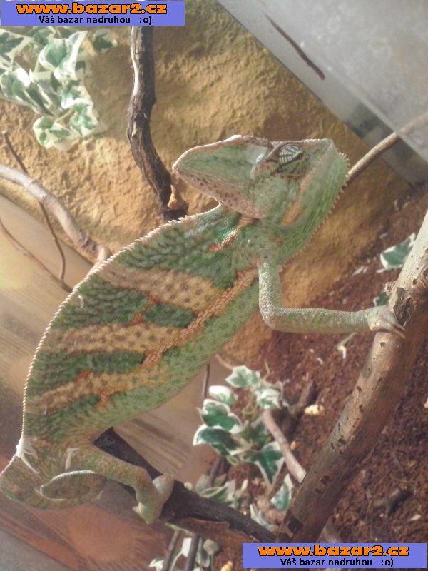 Chameleon Jemenský