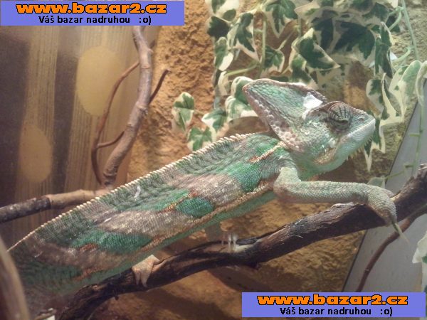 Chameleon Jemenský