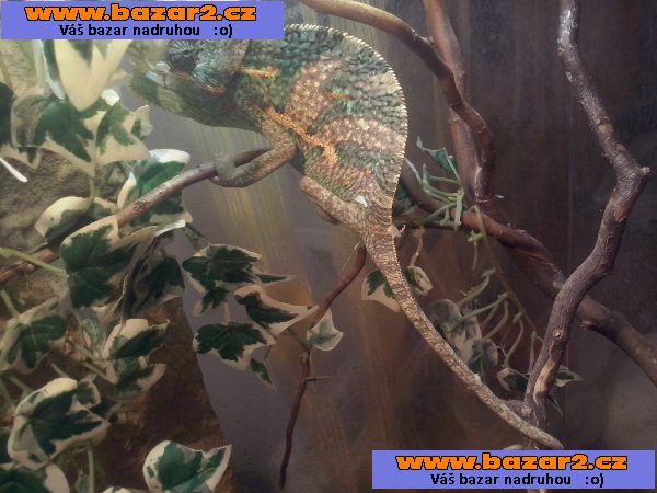 Chameleon Jemenský
