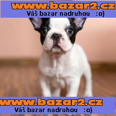 Francuski buldog štenci s rodovnicom FCI