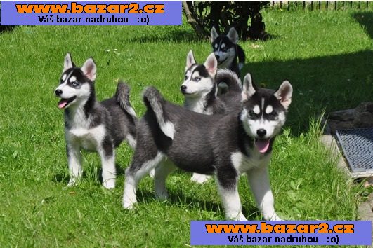 Sibiřský husky