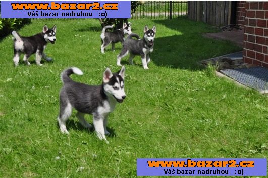 Sibiřský husky