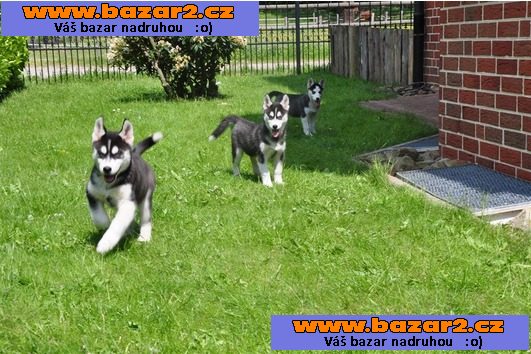 Sibiřský husky
