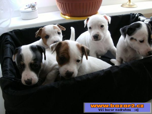 Štěňátka Jack Russel Teriér bez PP