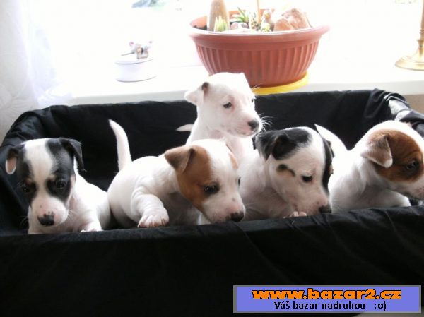 Štěňátka Jack Russel Teriér bez PP