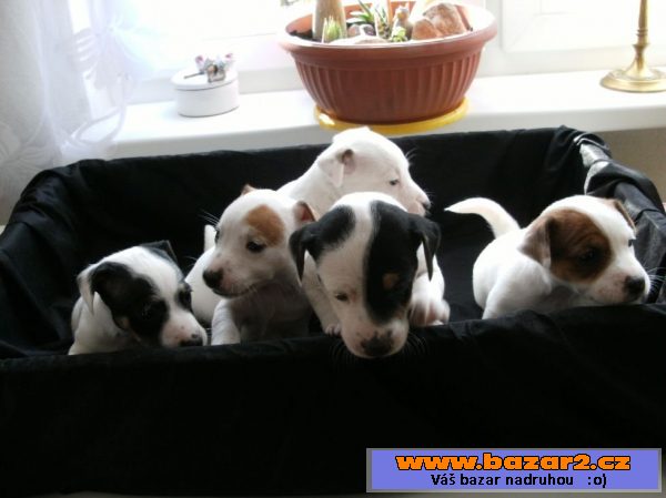 Štěňátka Jack Russel Teriér bez PP