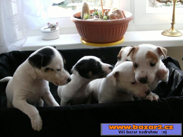 Štěňátka Jack Russel Teriér bez PP