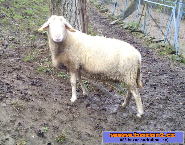 Prodám dvě ovce suffolk a merino