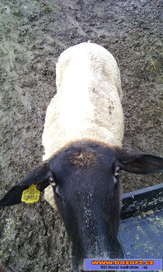 Prodám dvě ovce suffolk a merino