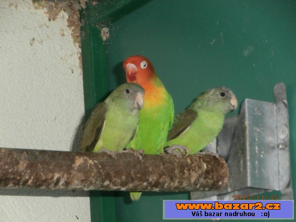 Agapornis šedohlavý (cana)