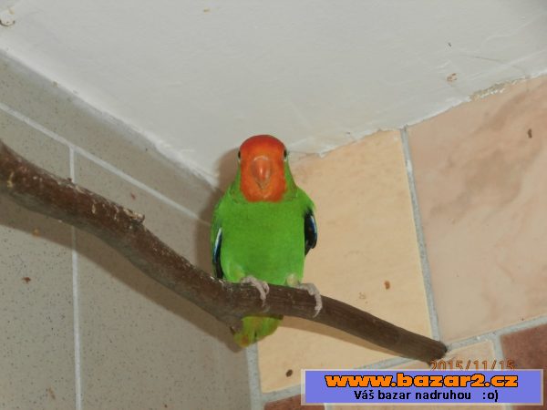 Agapornis pullarius 