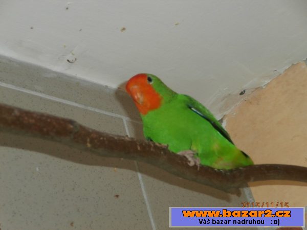 Agapornis pullarius 