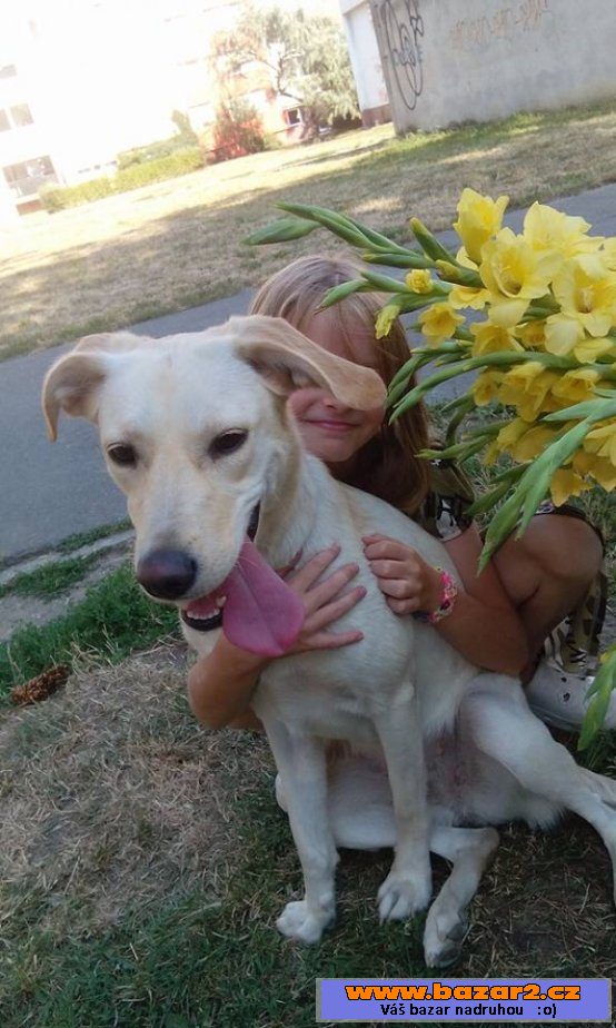 JESSIE - Labradorský retrívr x 
