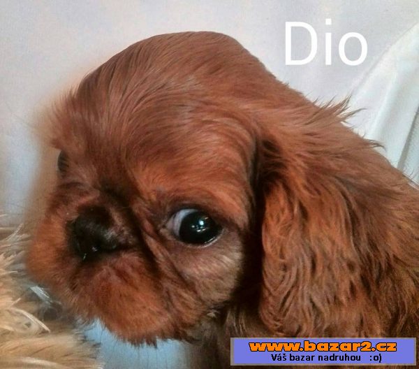 King Charles Spaniel s PP