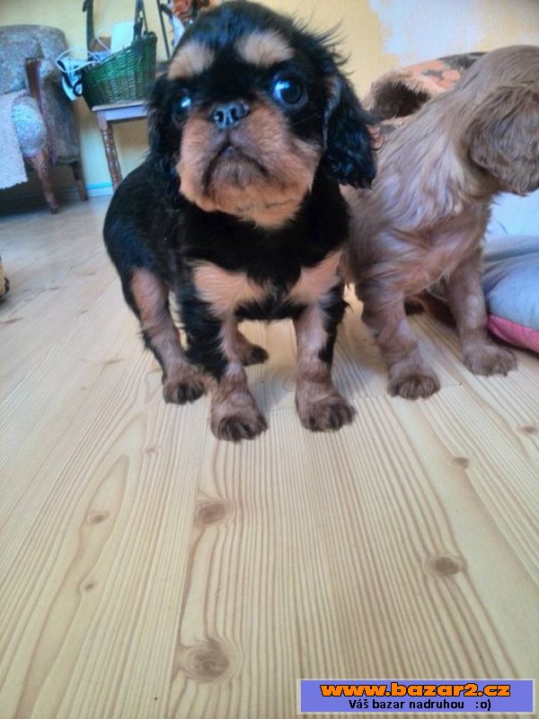 King Charles Spaniel s PP