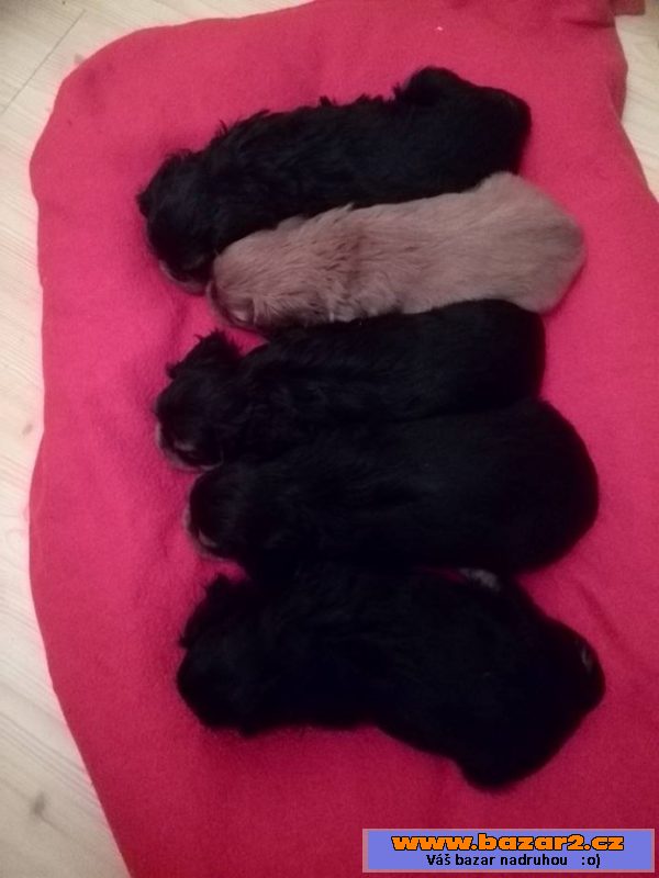 King Charles Spaniel s PP