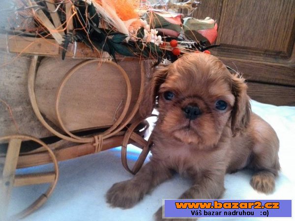 King Charles Spaniel s PP