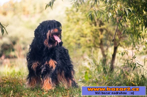 Briard