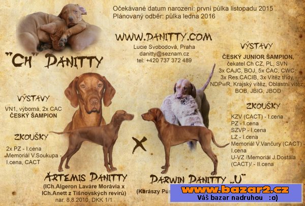 Maďarský krátkosrstý ohař - štěňata