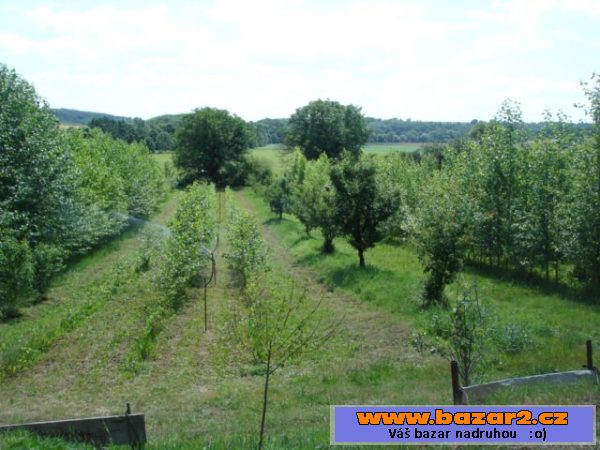 Vlašské ořechy