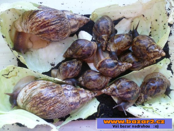 Daruji šneky - Achatina reticulata