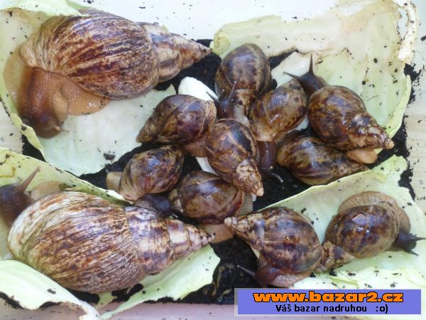 Daruji šneky - Achatina reticulata