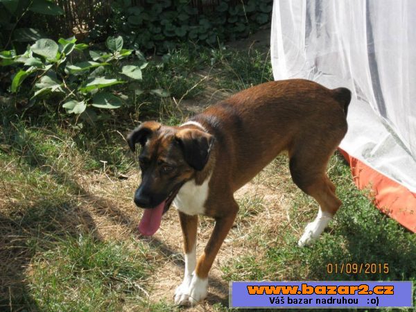 Lola - kříženec menší - fena