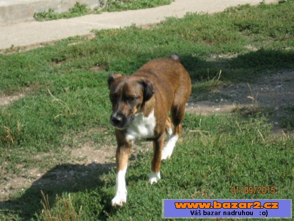 Lola - kříženec menší - fena