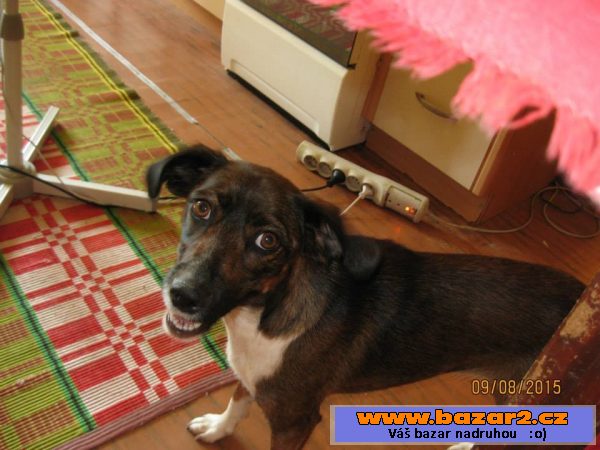 Lola - kříženec menší - fena