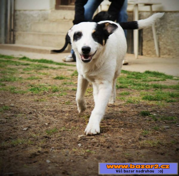 Uško - Jack Russel teriér x - pes