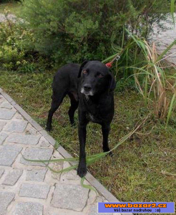 Lex - labradorský retrívr x - pes